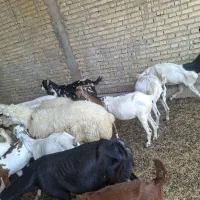 اهواز ملاثانی