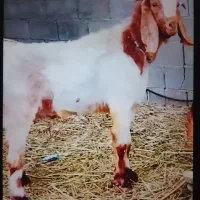 کهره چبش دورگ پاکستانی