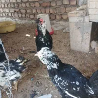 جوجه بوقلمون مرغ و خروس گلین