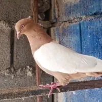 سینه زرد ماده
