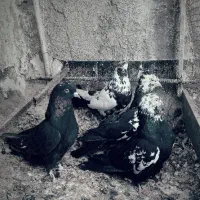 کبوتر صدابالدار.