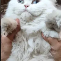 گربه پرشین فلت