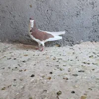 کبوتر
