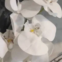 گل ارکیده وبابونه