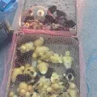 جوجه محلی اردک فقط ۱۰۰تومن