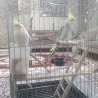 دو تا عروس هلندی با قفس بزرگ دوتا مرغ عشق باقفس