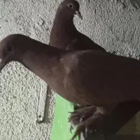 قناری نر،کبوترجوان سرخ،زاغ،نرریش دمسفید،ساده افغان