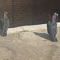زاغ