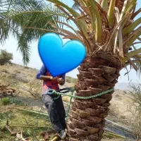 درخت گرازی درخت بو دهی