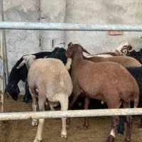 گوسفند بره نر