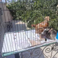 فروش بو قلمون و جوجه محلی سه ماهه
