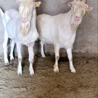 نر بز قربانی