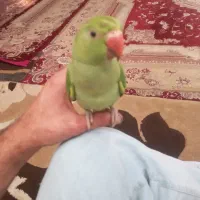 فروش یا معاوضه ملنگو