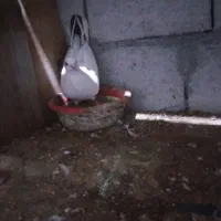 کفتر میل زن