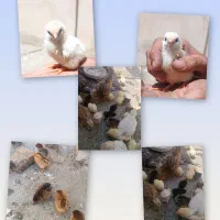 جوجه مرغ محلی و گوشتی