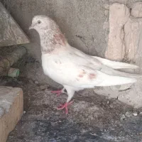 کفتر پرشی