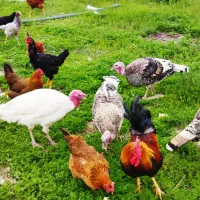 ۱۰ عدد بوقلمون ۱۰ میلیون