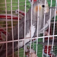 عروس هلندی