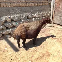 گوسفند