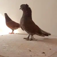 کفتر|پرنده|ماهدشت, |دیوار