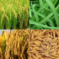پیشخرید سلف گندم و سویا شالی