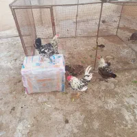 مرغ تخم گزارگلین لری جوان