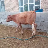 گوساله ماده