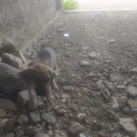 توله سگ واگذاری