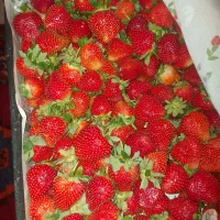 حراج توت فرنگی محلی فقط امروز