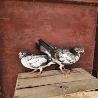 کبوتر|پرنده|چابهار, |دیوار