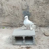 کبوتر