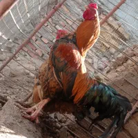 خروس لاری