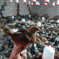 نژادتخم گذاری بالاجوجه های46روزه آدرس درشاهین دژ