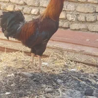 خروس  توی عکس معلومه