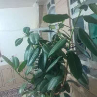 گل خانگی|گل و گیاه طبیعی|لردگان, |دیوار
