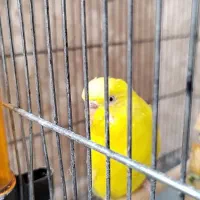 مرغ عشق نر با قفس