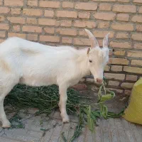 سانن