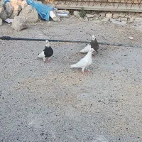 کبوتر
