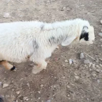 میش داشتی چاق