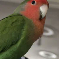 طوطی سهره قناری