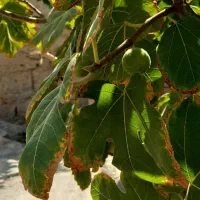 انجیر مربایی