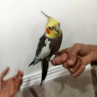 عروس هلندی نر آرام و دستی