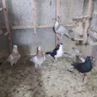 سه عدد کبوترجوانه نرویک عدد یا مامی