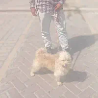 سگ شیتزو|سگ|شیراز, شهرک سراج‎|دیوار