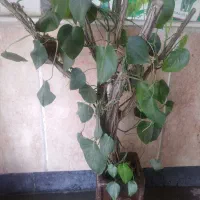 گل فیلندرون رونده با گلدان شیک