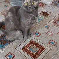 واگذاری گربه ماده نژاد اسکاتیش