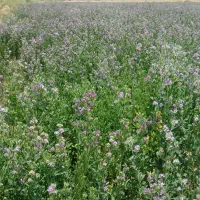 کاه یونجه|لوازم جانبی حیوانات|برازجان, |دیوار