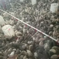 بلدرچین ماده تخم گذار -گوشت- تخم -جوجه