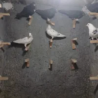 ۹ تا نر سوراخ