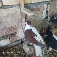 جوجه چپ سرخ